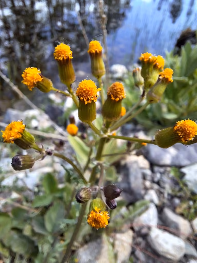 Elegant groundsel, In flower