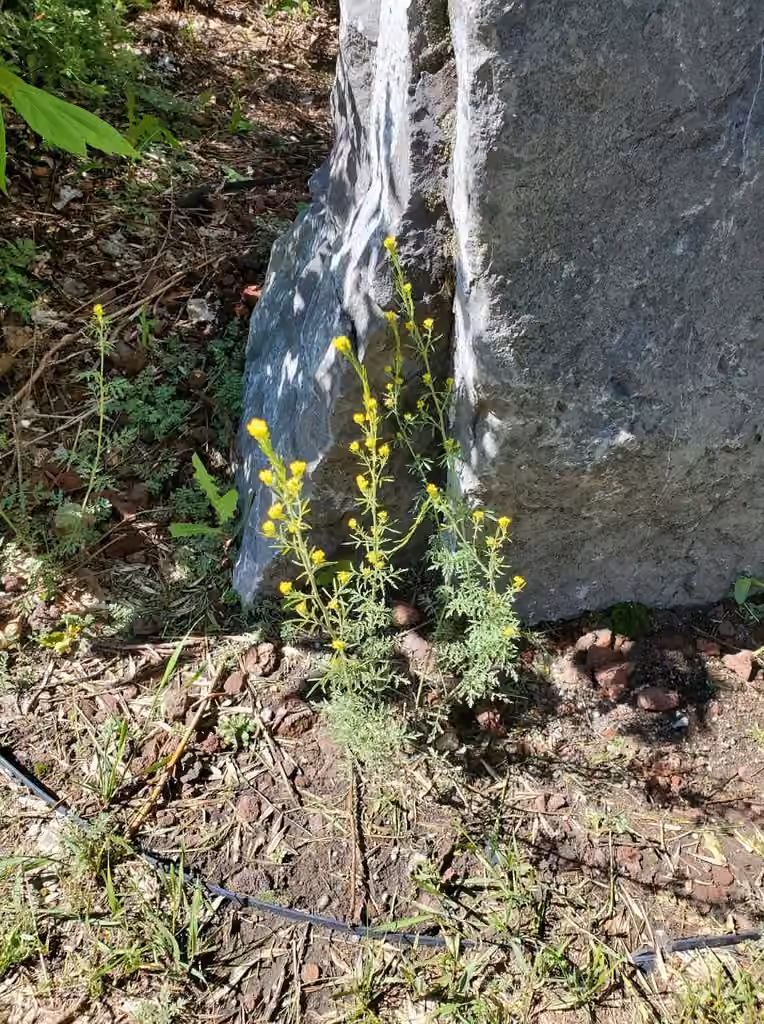 Moutarde-tanaisie grise, En fleurs
