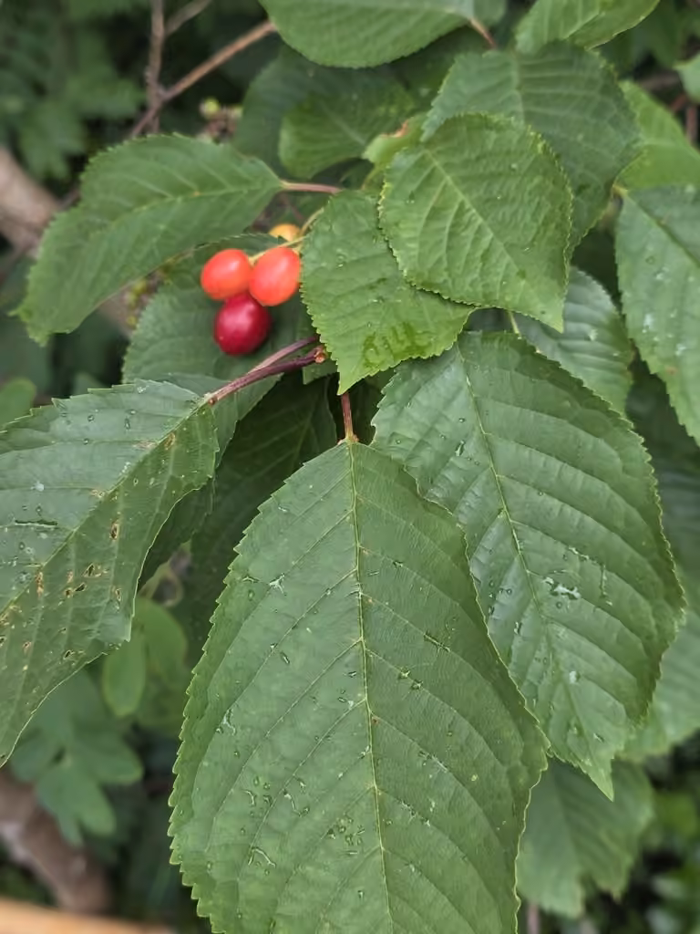 Cerisier des oiseaux, En fruits