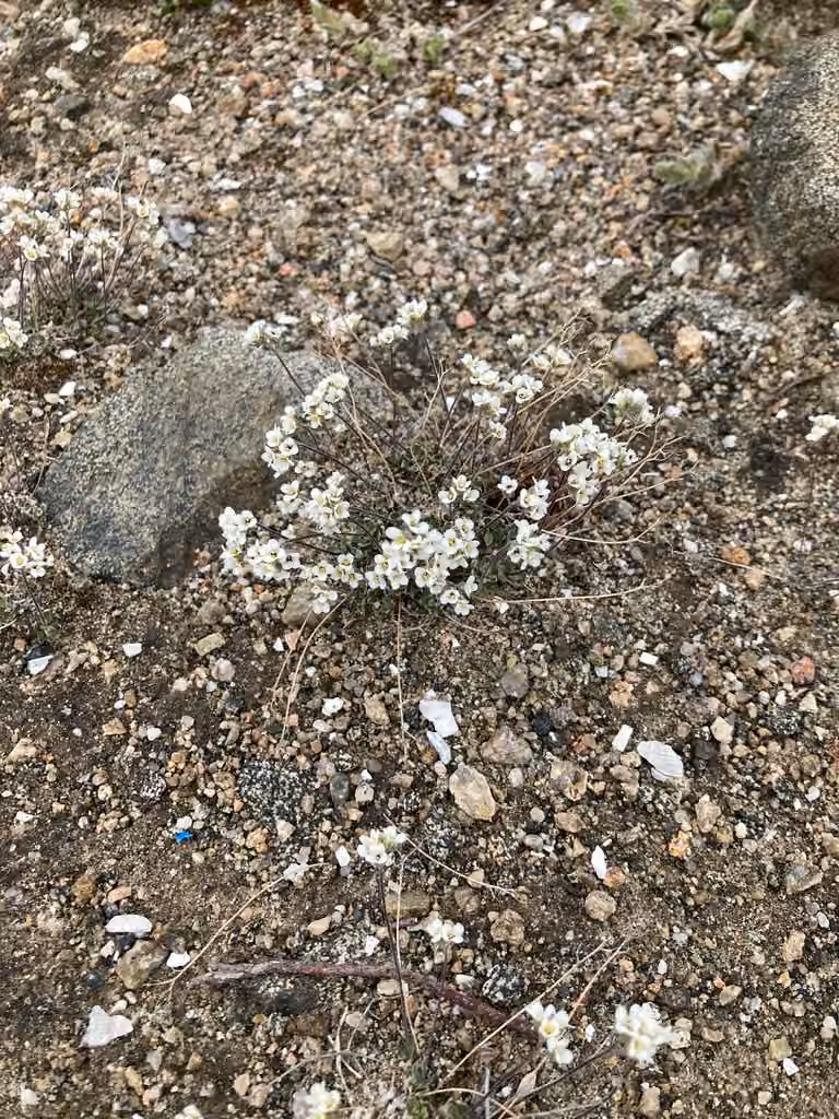 Yellow arctic draba, In flower
