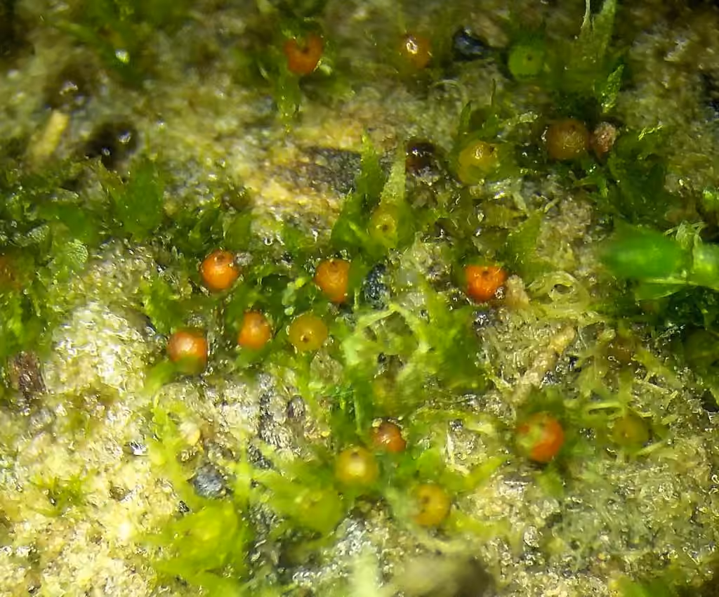 Serrate ephemerum moss, photo 3 of 5