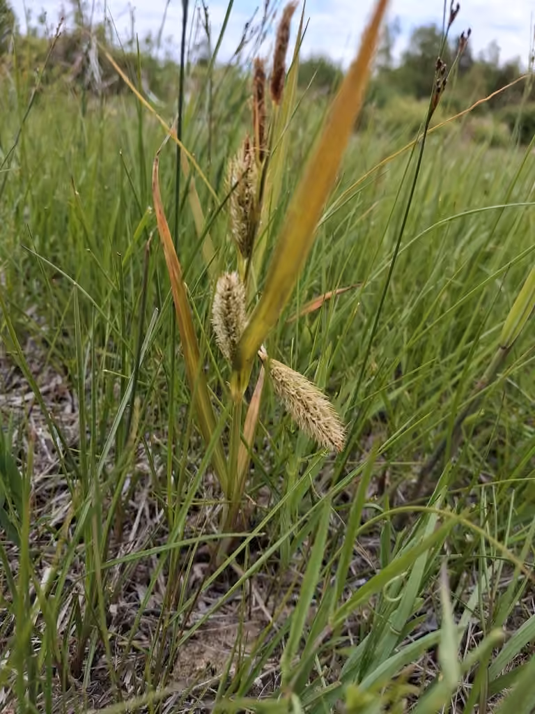 Carex paléacé, En fleurs