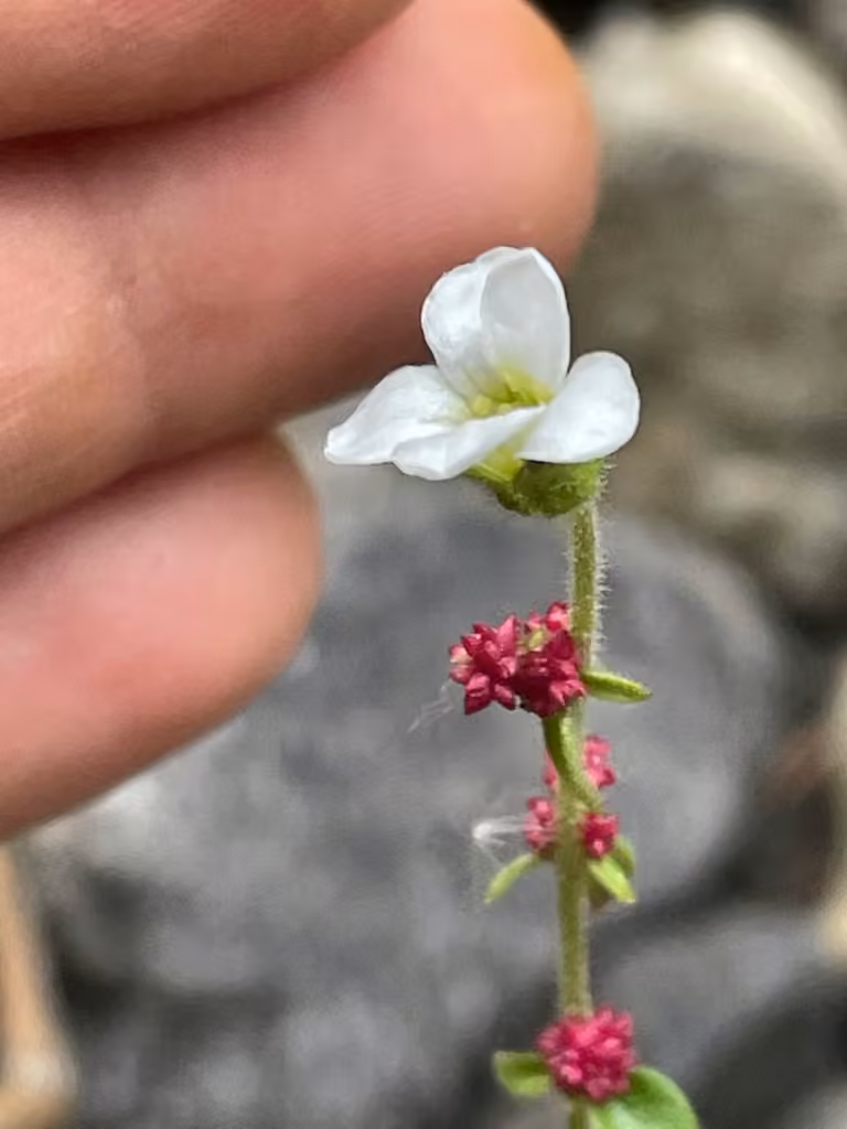 Nodding saxifrage, In fruit