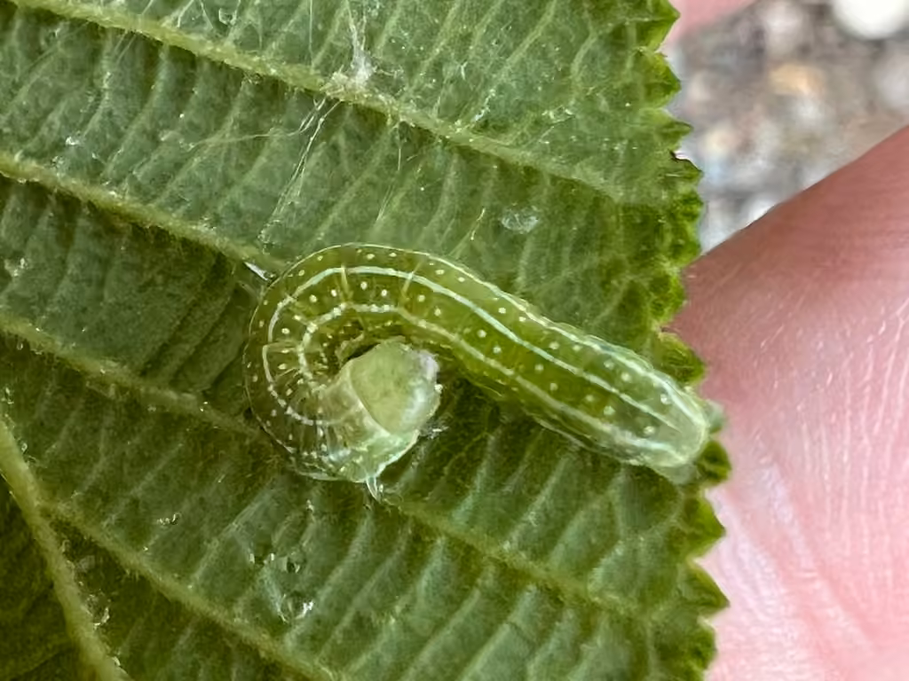 Plush-naped Pinion, photo 3 of 5
