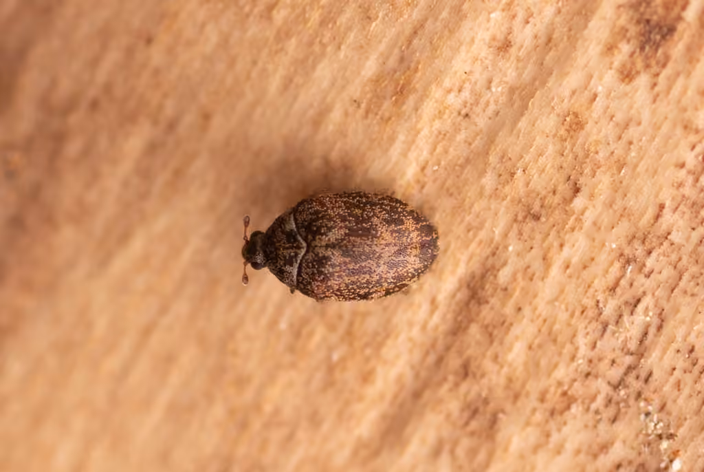 Chestnut Carpet Beetle, photo 3 of 5