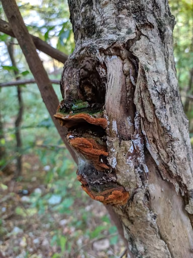 Polypore du groseillier, photo 1 sur 5