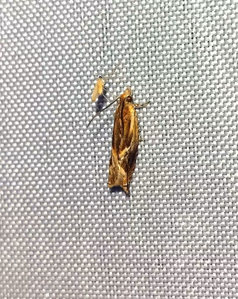 Ancylis brauni, photo 3 of 5