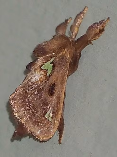 Spiny Oak-slug Moth, Male