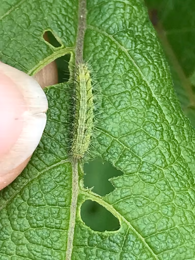 Joe-Pye Weed Plume Moth, Chenille