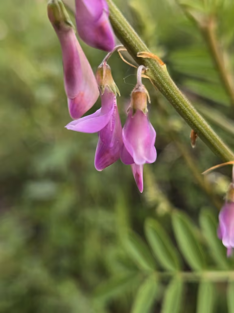 Alpine sweetvetch, Flower buds