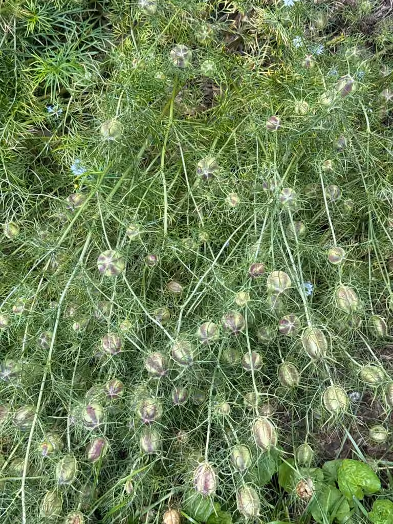 Nigelle de Damas, En fruits