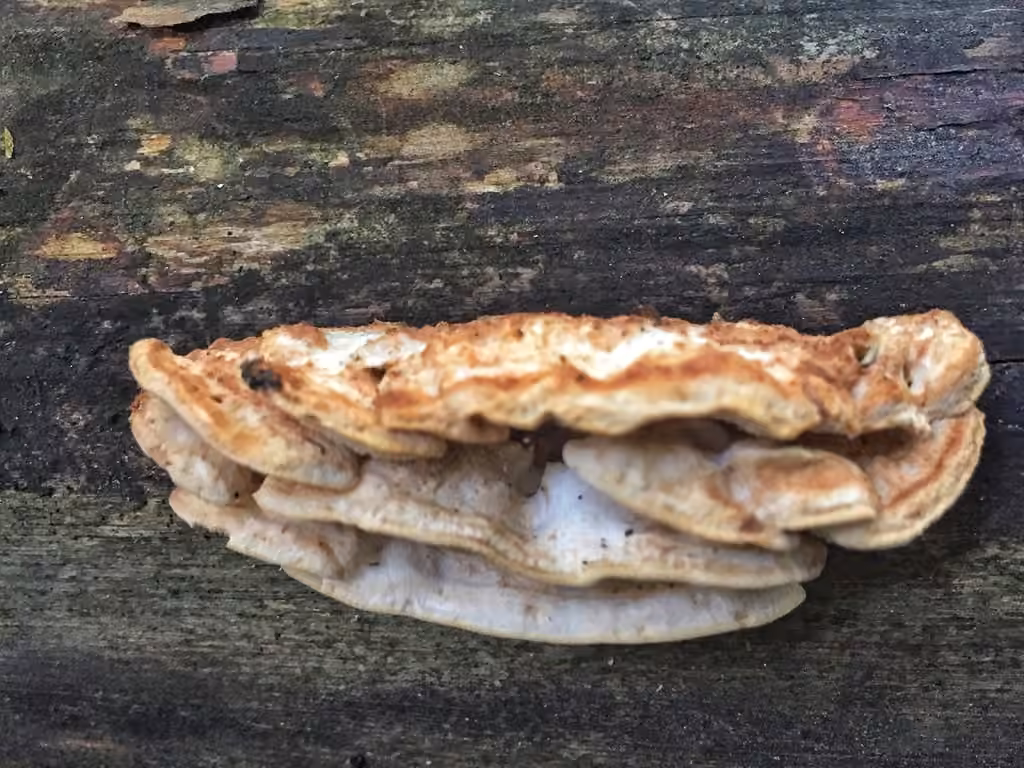 Polypore fragile