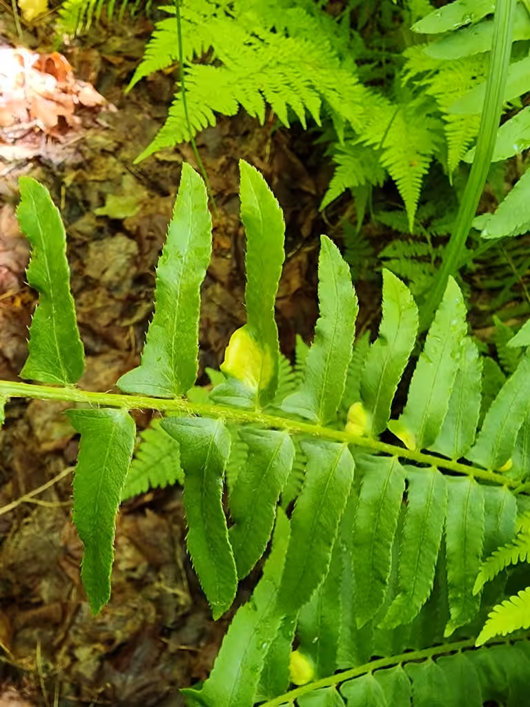 Christmas fern leaf curl, photo 2 of 5