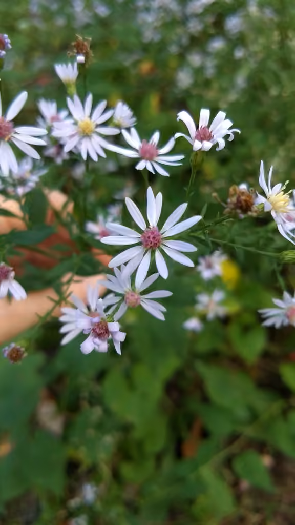 Aster à feuilles cordées, En fruits