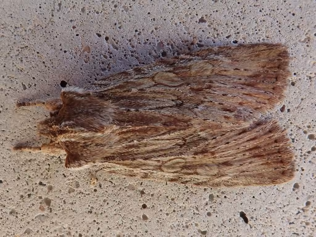 Wanton Pinion, Adult
