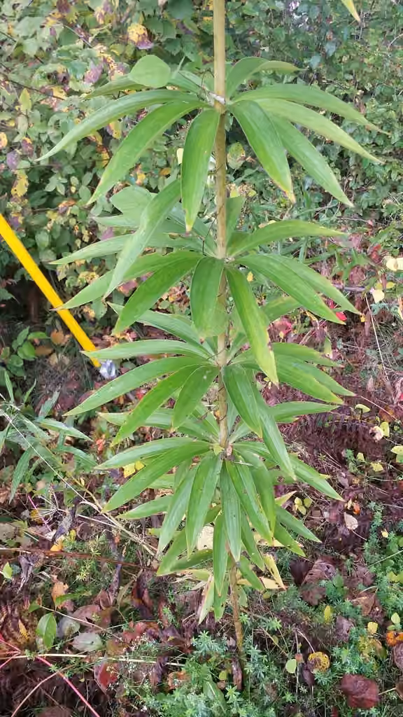 Canada lily, In fruit