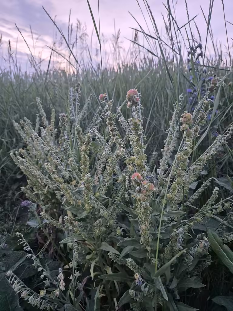 Gypsy-flower, In fruit