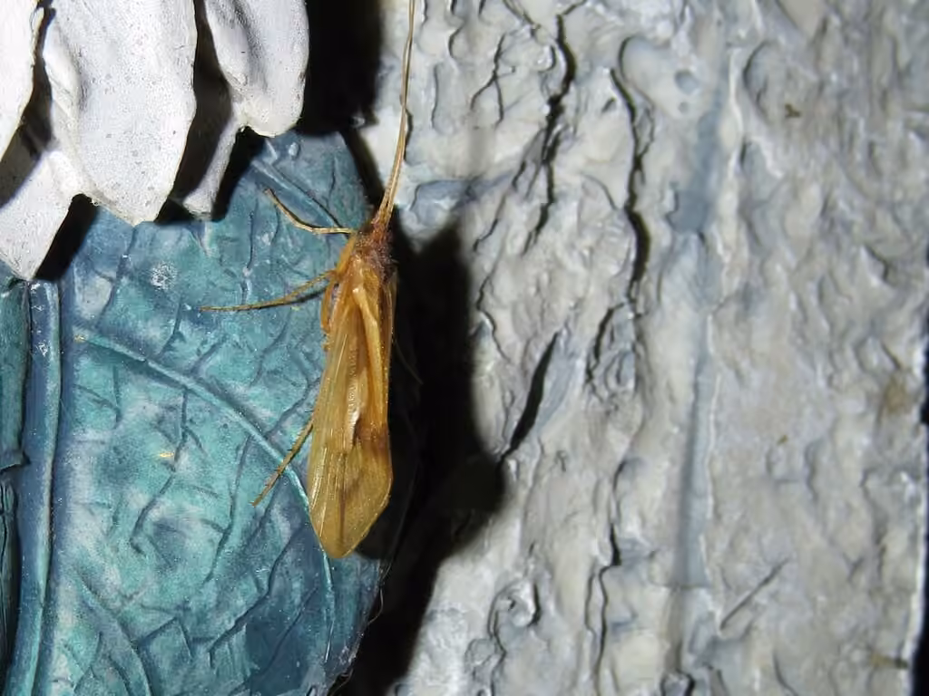 Limnéphile radieux, photo 2 sur 5