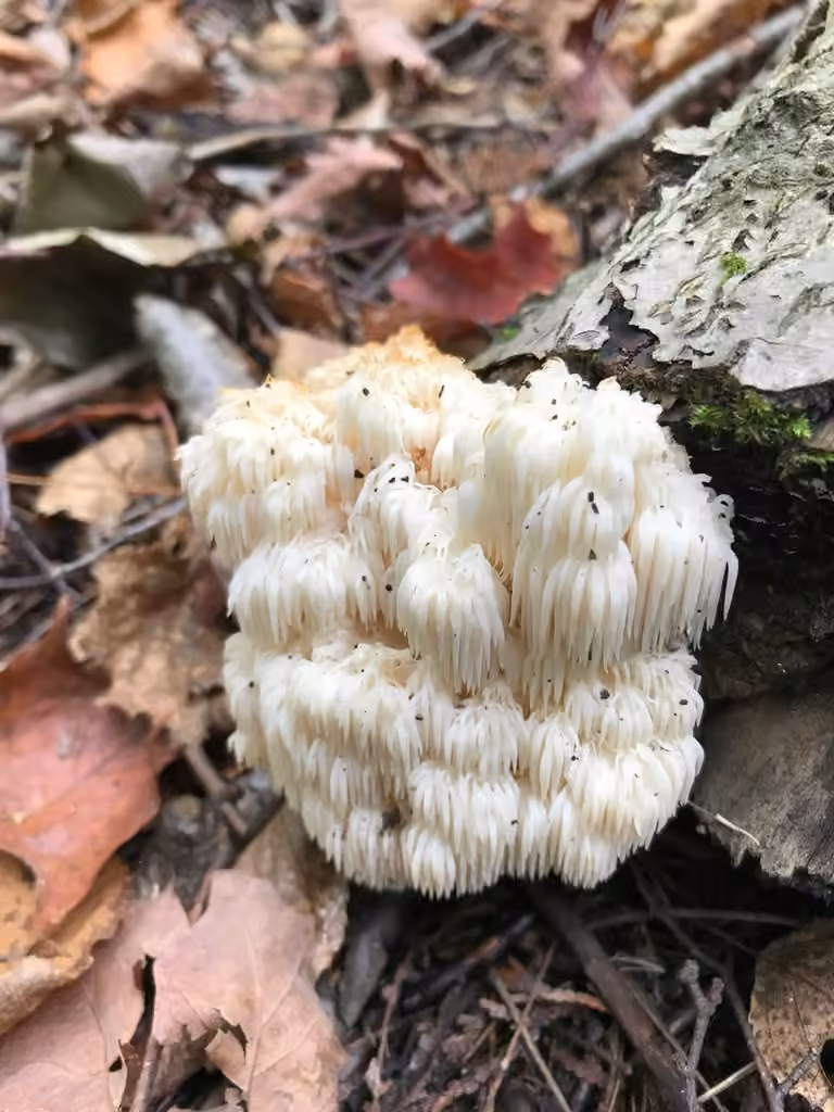 Bear's Head Tooth, photo 2 of 5