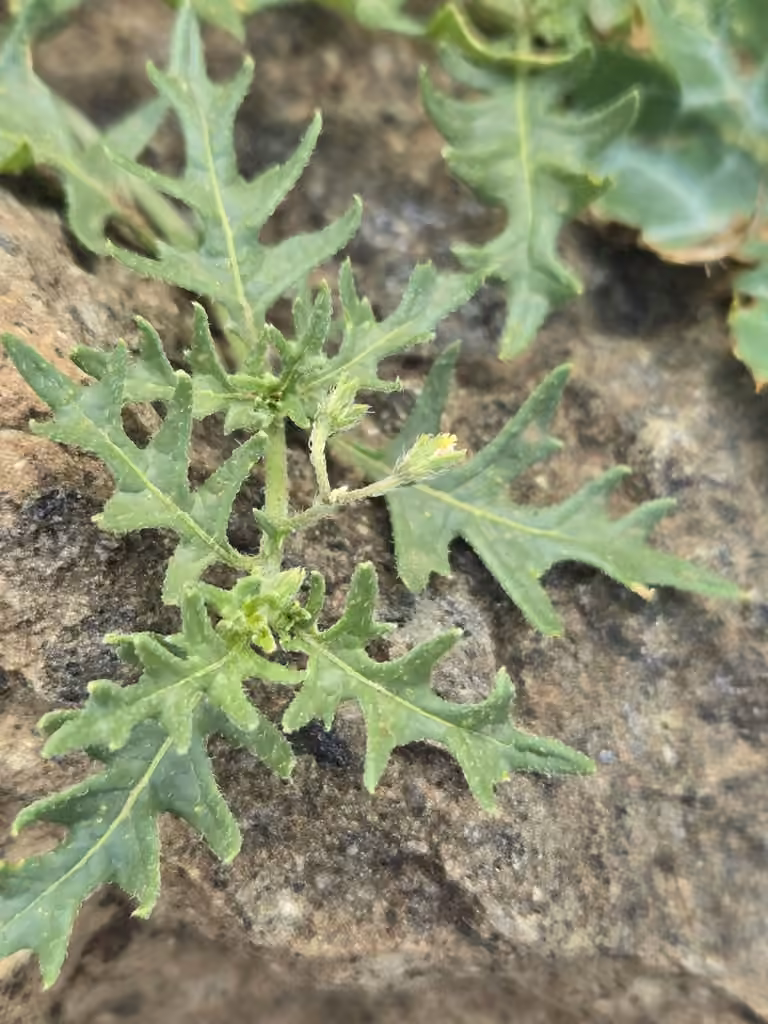 Cutleaf nightshade, Flower buds
