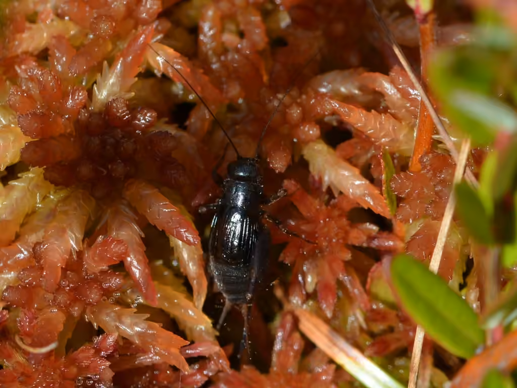 Sphagnum Ground Cricket, photo 2 of 5