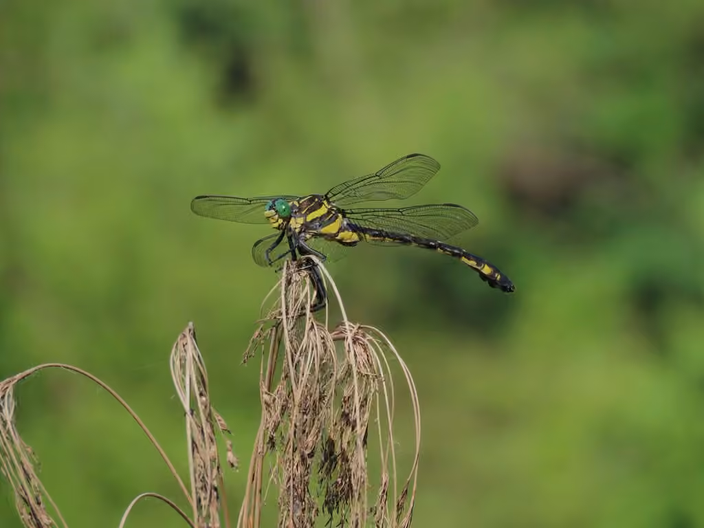 Dragonhunter, Male