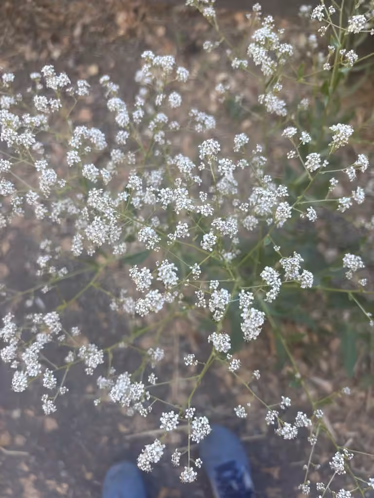 Lépidie à feuilles larges, En fleurs
