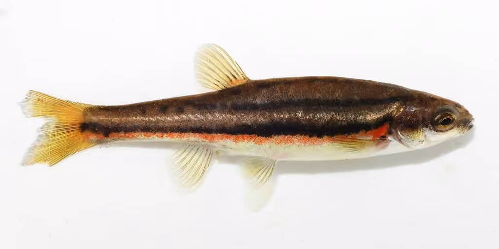 Northern Redbelly Dace, photo 1 of 5
