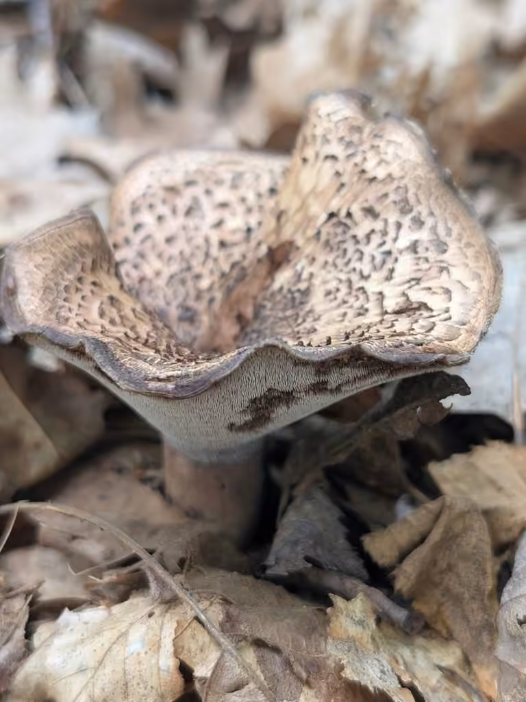 Scaly Tooth, photo 2 of 5