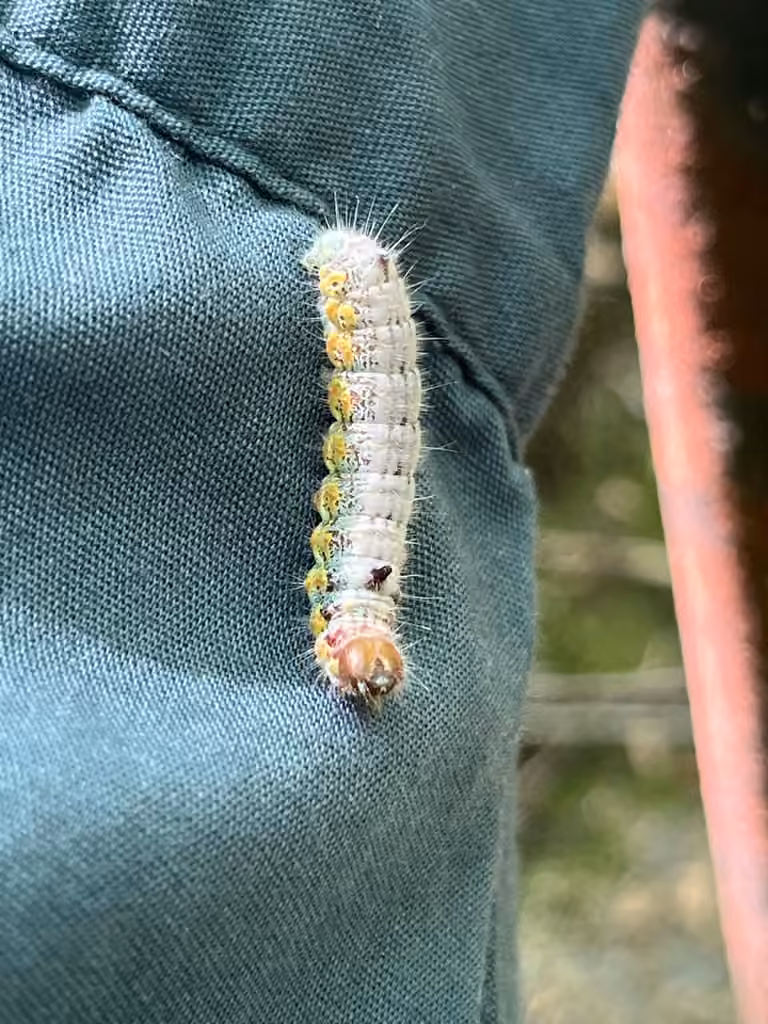 Sigmoid Prominent, Chenille