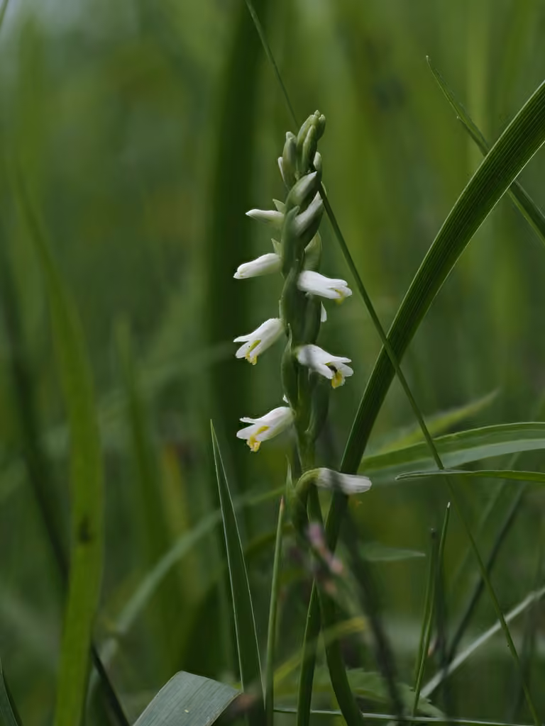 Shining ladies'-tresses, photo 1 of 5