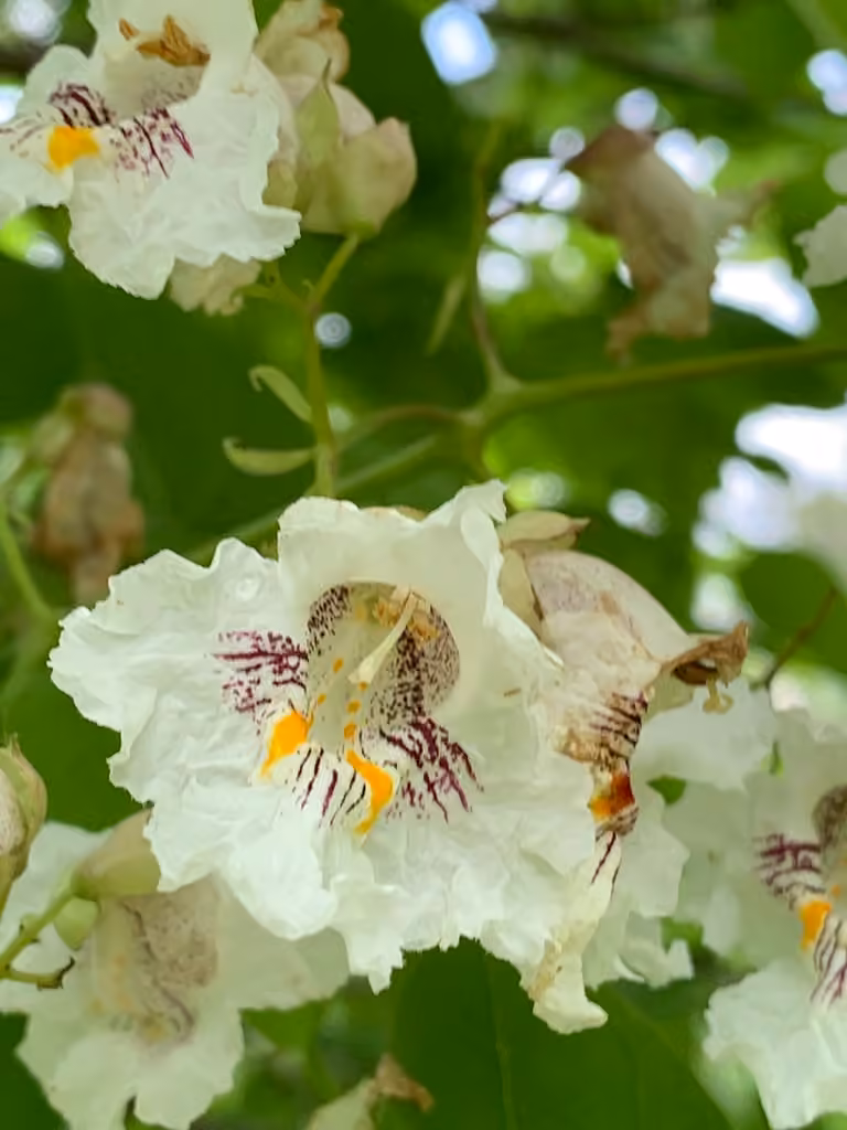 Catalpa à feuilles cordées, En fleurs