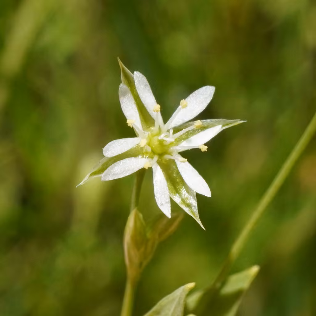 Stellaire fausse-alsine, En fruits