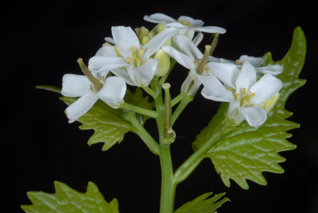 Alliaire officinale