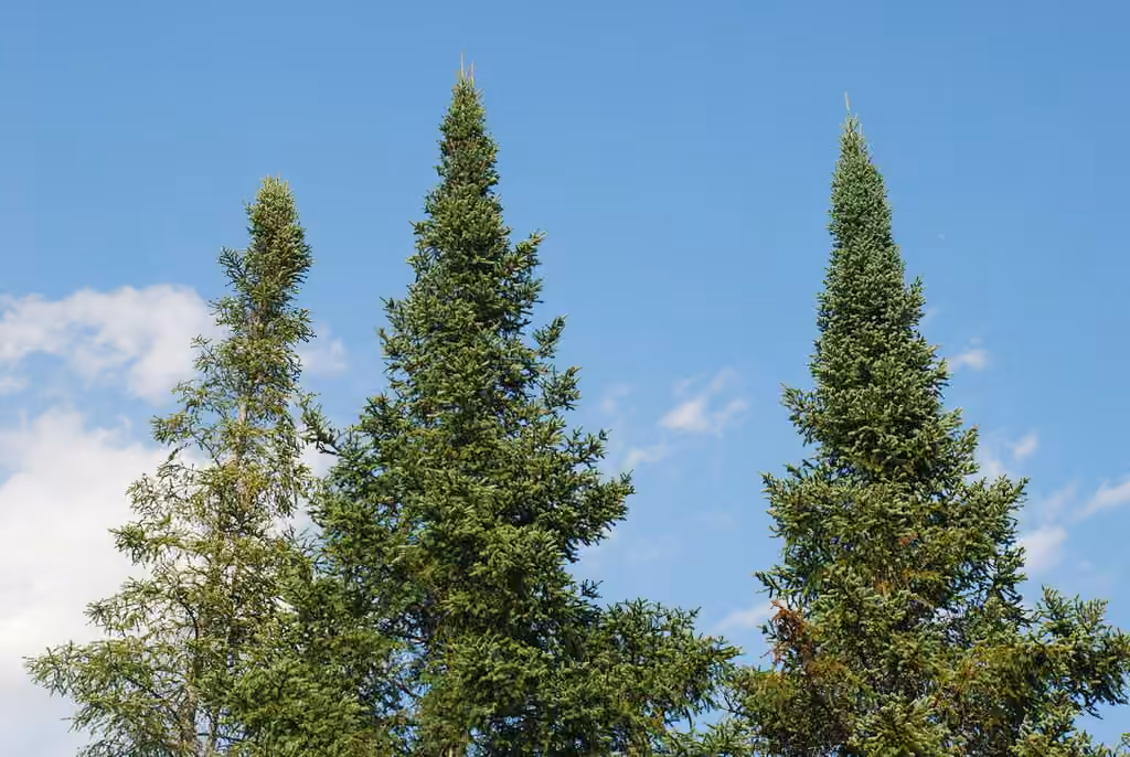 Sapin baumier, photo 3 sur 5