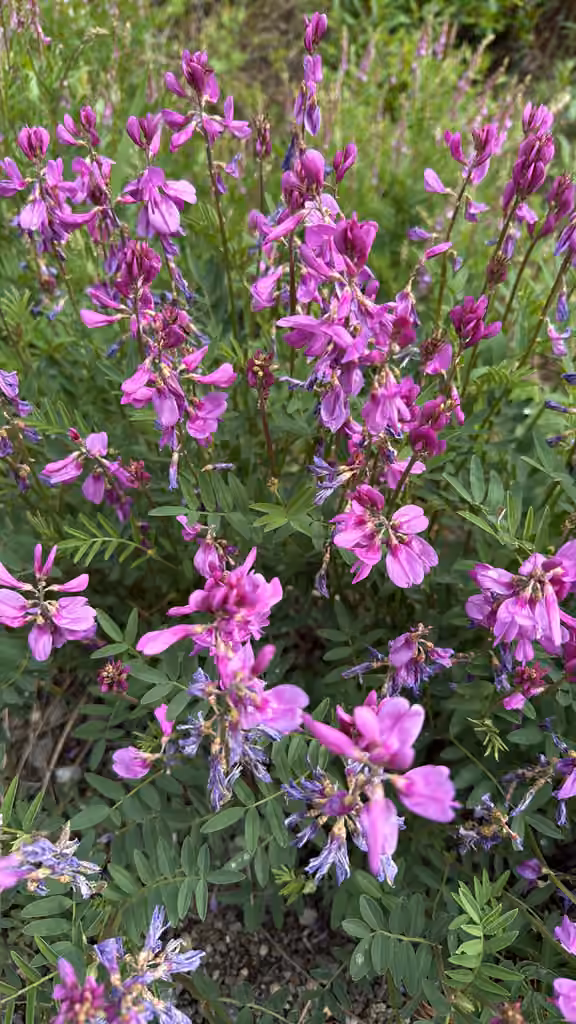 Sainfoin boréal, photo 1 sur 5