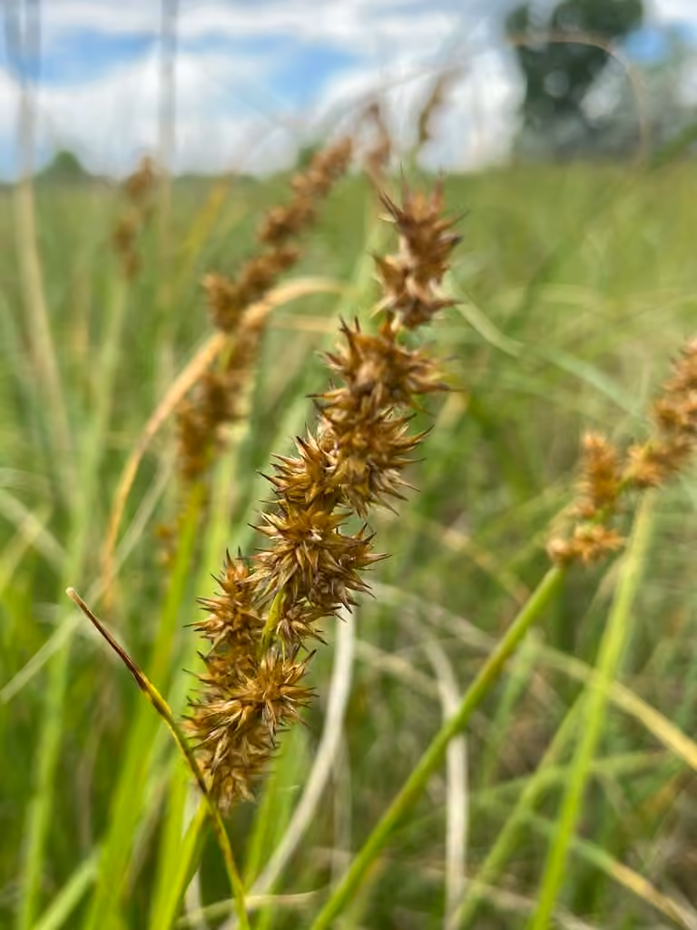 Stalk-grain sedge, photo 1 of 5