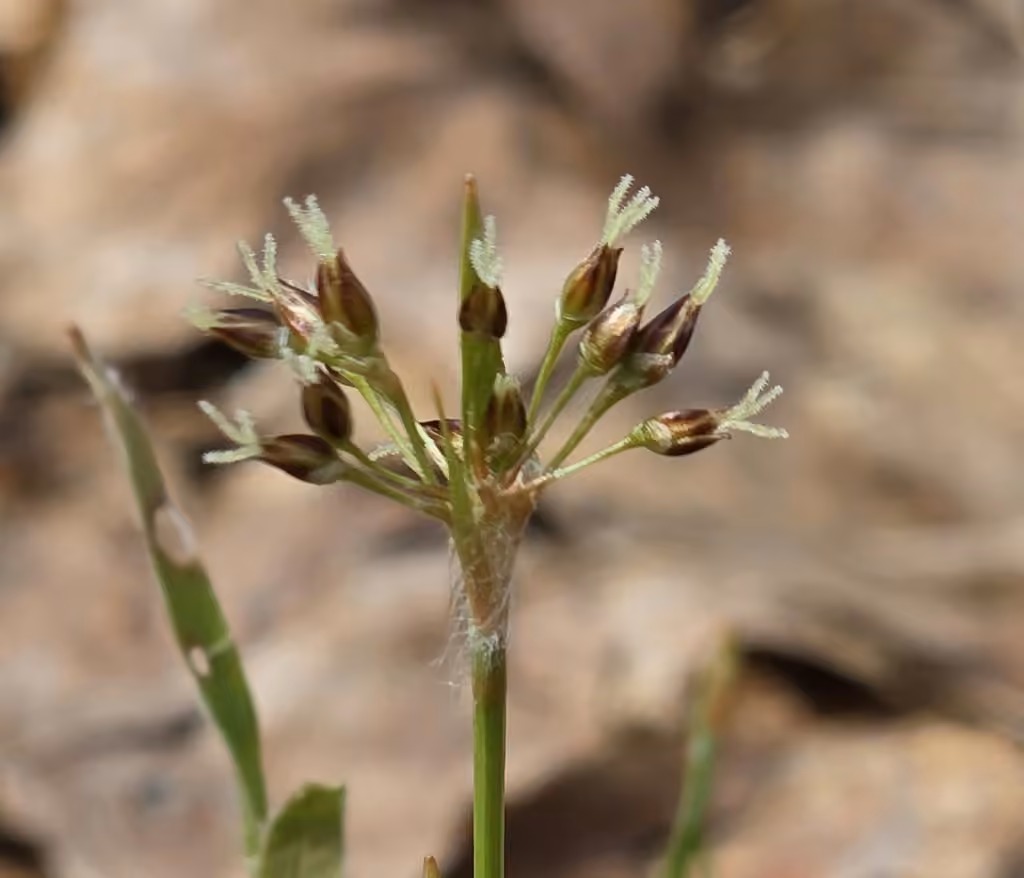 Luzule acuminée, En fleurs