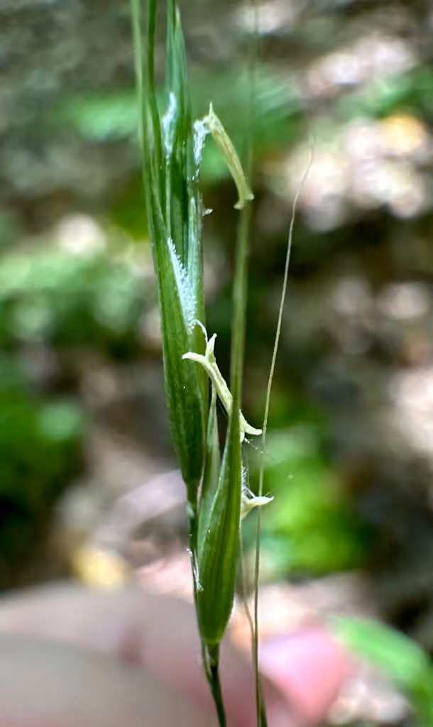 Northern shorthusk, In flower
