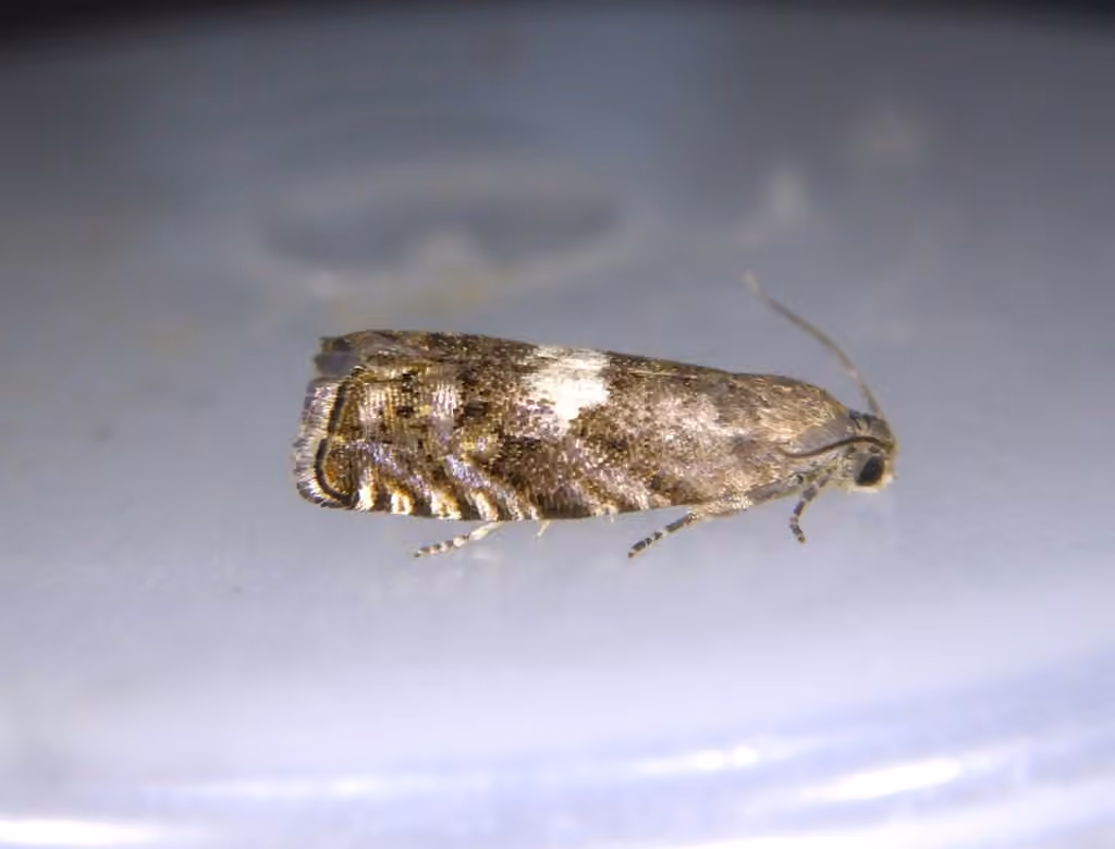 Pammene perstructana, Adult male