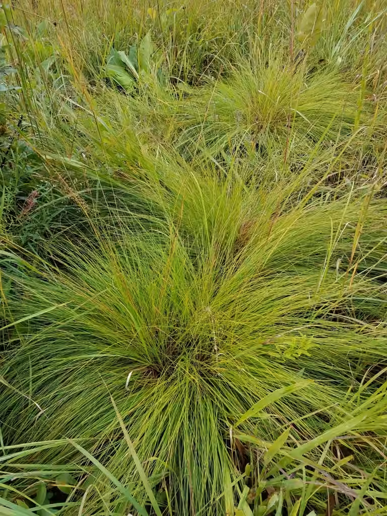 Northern dropseed, photo 3 of 5