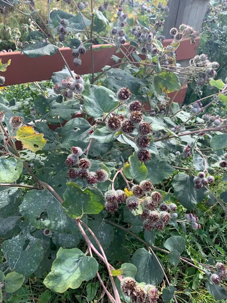 Bardane tomenteuse, En fruits