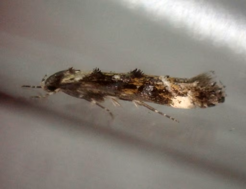Large Dark Cosmet, photo 3 of 5