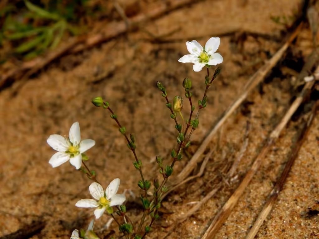 Knotted pearlwort