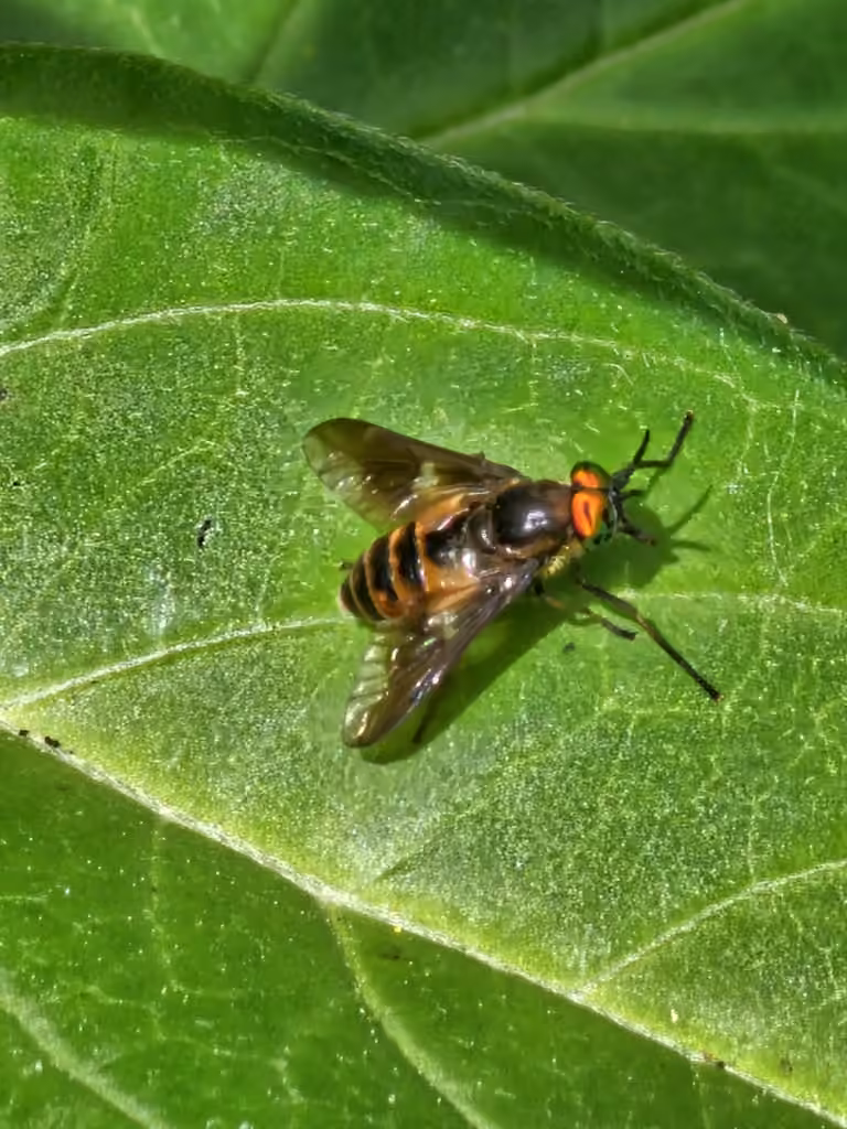 Frigid Deer Fly, Male