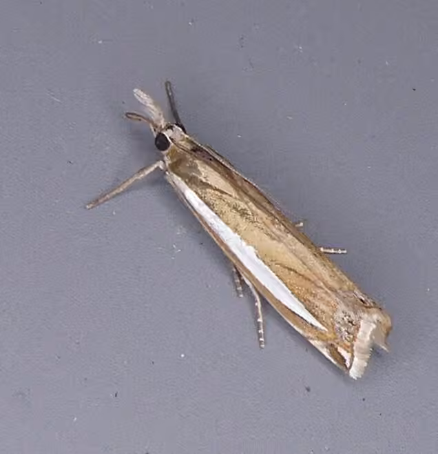 Common Grass-veneer, Mâle