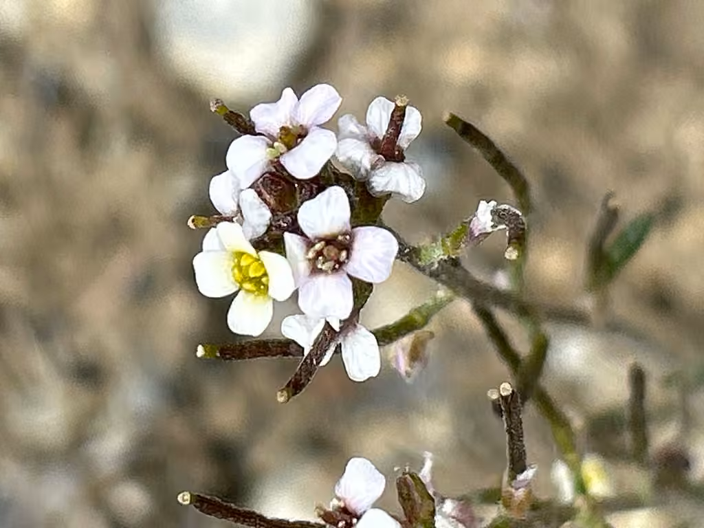Braya délicat, photo 1 sur 5