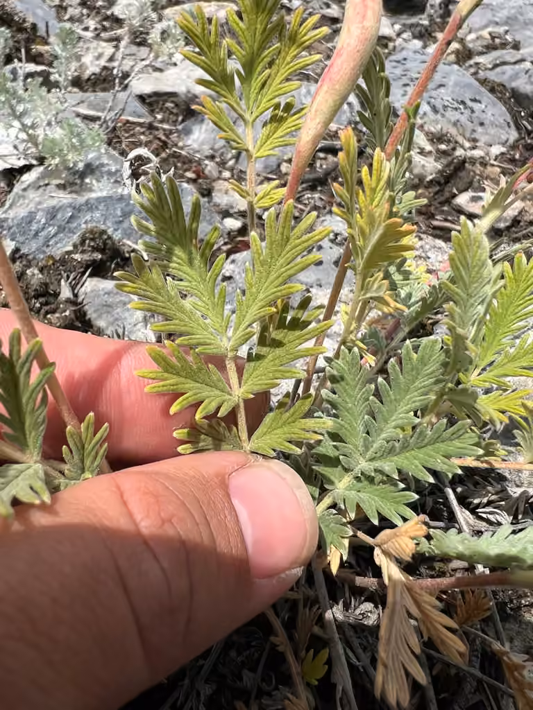 Pennsylvania cinquefoil, In fruit