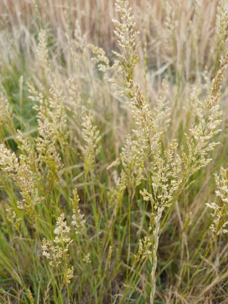 Creeping bentgrass, In flower
