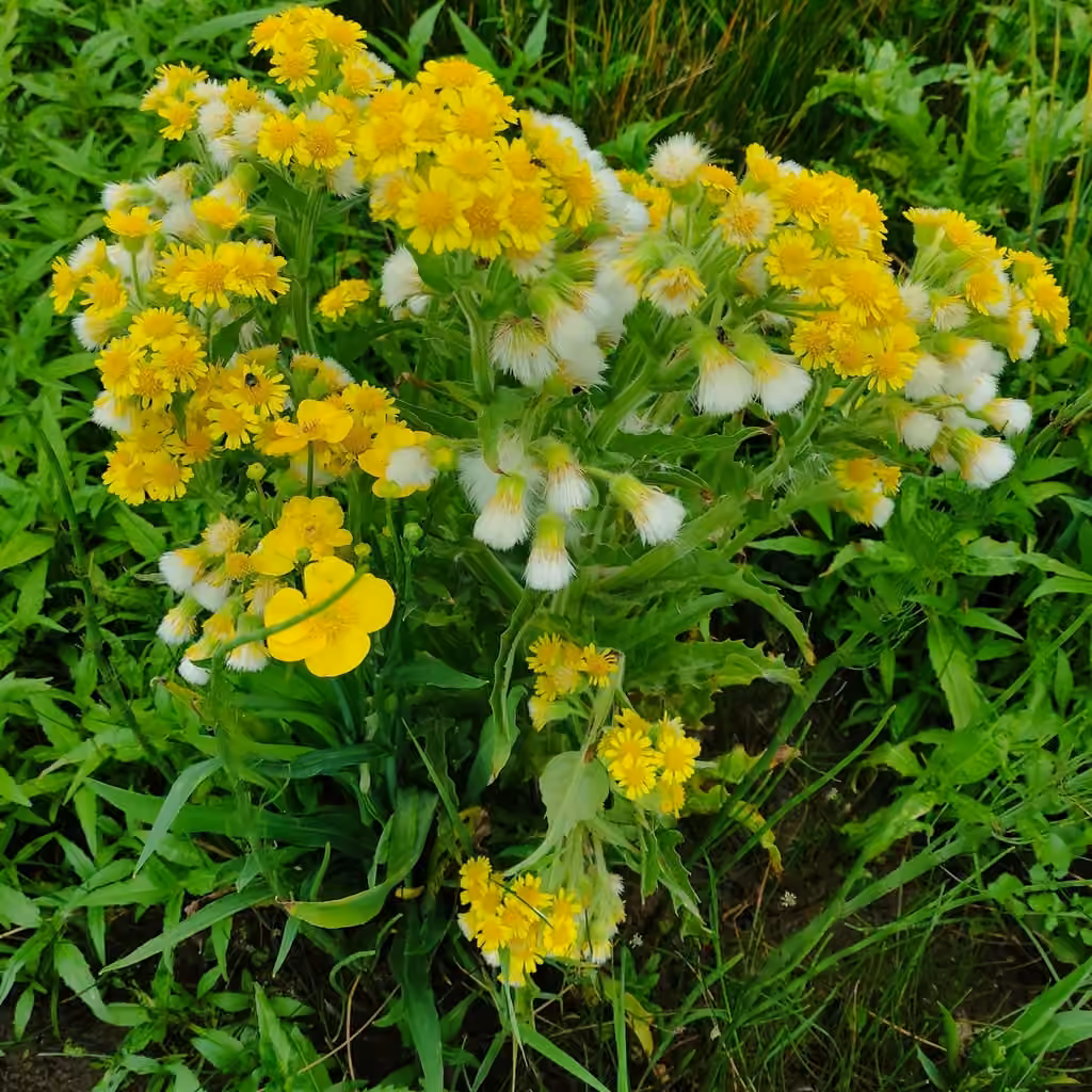 Marsh Fleawort, In fruit